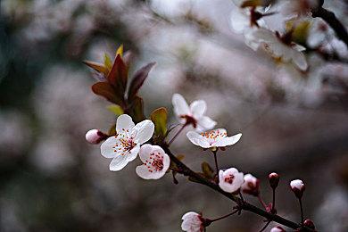 知名爆料人billbil-kun发文透露：Xbox或将推出新手柄